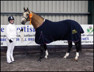 Blacklaw Pelorus Scottish Sports Horse Grading